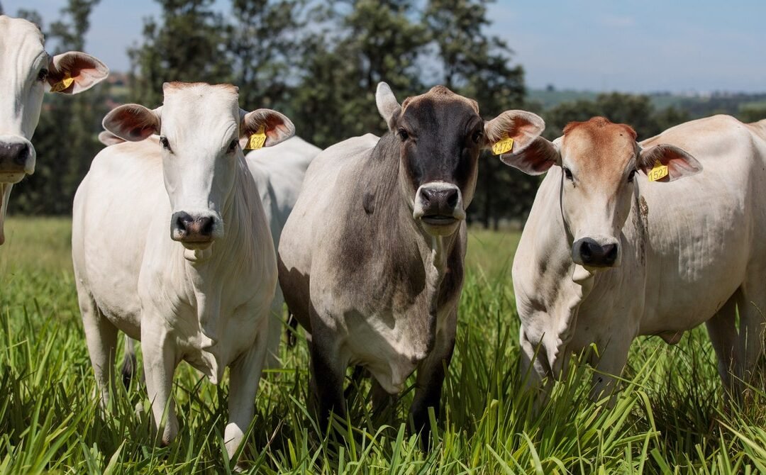 Want Carbon-Neutral Cows? Algae Isn’t the Answer