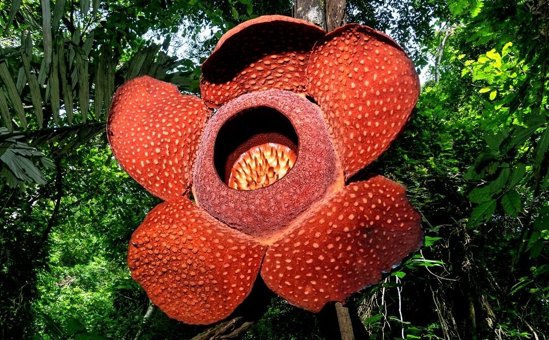 The World’s Largest—and Stinkiest—Flower Is in Danger of Extinction